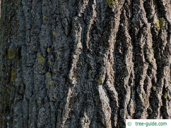 black poplar (Populus nigra) trunk / bark