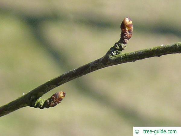 blue birch (Betula caerulea) axial bud