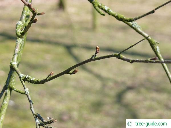 blue birch (Betula caerulea) branches