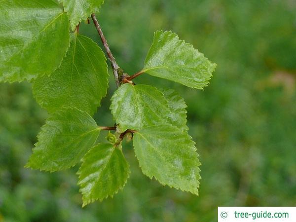 blue birch (Betula caerulea) budding