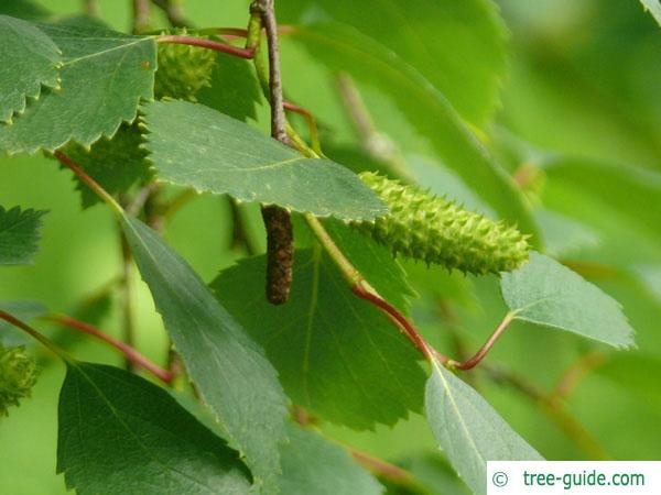 blue birch (Betula caerulea) flower close up