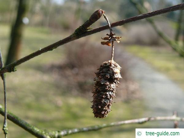 blue birch (Betula caerulea) fruit / cone