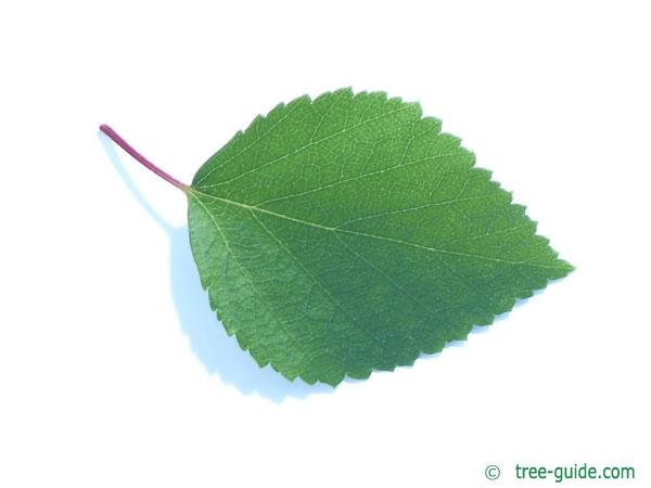 blue birch (Betula caerulea) leaf