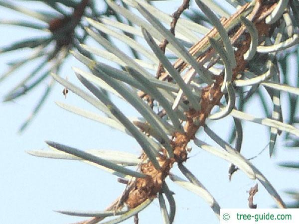 blue spruce (Picea pungens 'Glauca') needle
