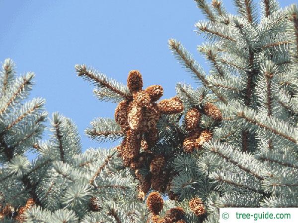 blue spruce (Picea pungens 'Glauca') cones