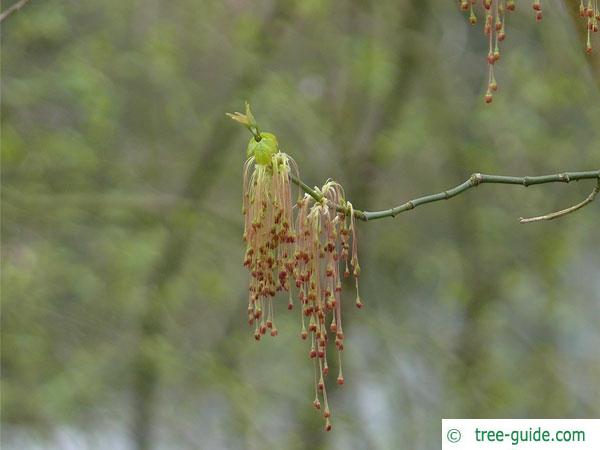 boxelder (Acer negundo) flowers