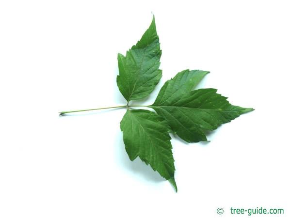 boxelder (Acer negundo) leaf underside