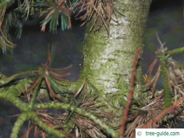 bristlecone pine (Pinus aristata) trunk