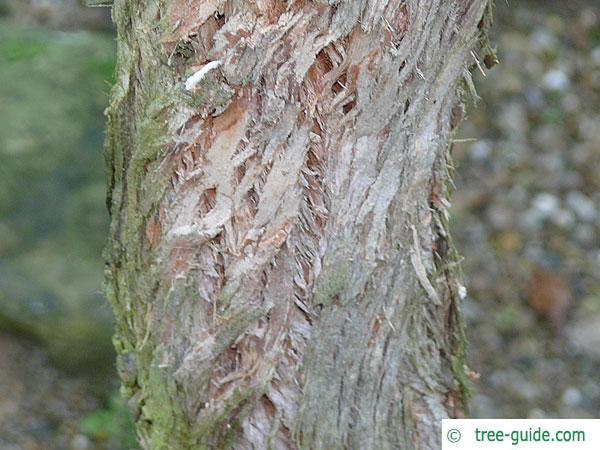 broad-leaved white mahogany (Eucalyptus umbra) trunk / bark