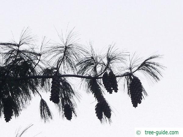 buhtan pine (Pinus wallichiana) branch