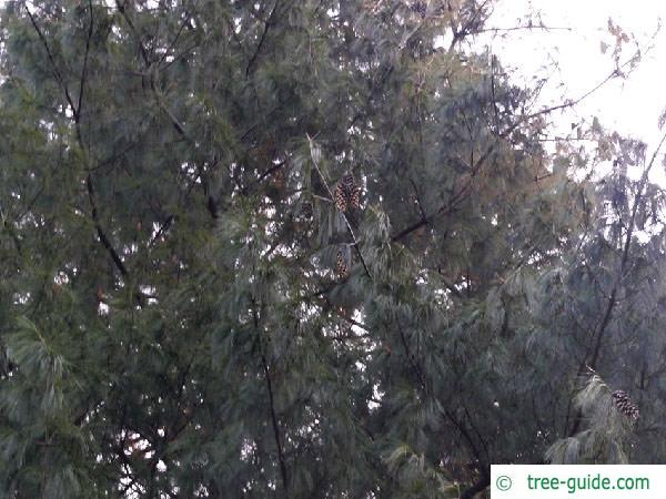 buhtan pine (Pinus wallichiana) tree