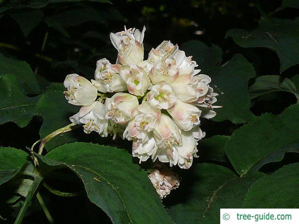 bumald bladdernut (Staphylea bumalda) blossom