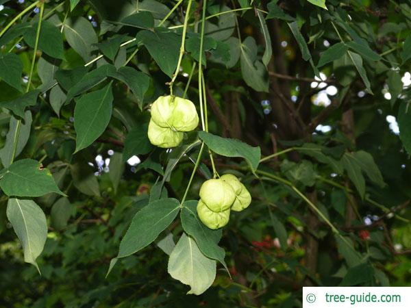 bumald bladdernut (Staphylea bumalda) fruits