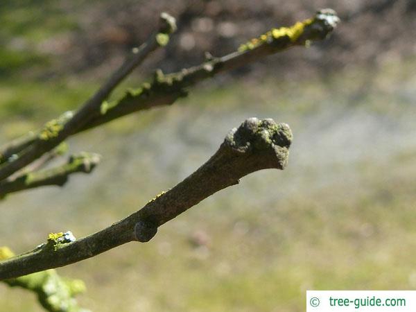 bur oak (Quercus macrocarpa) bud