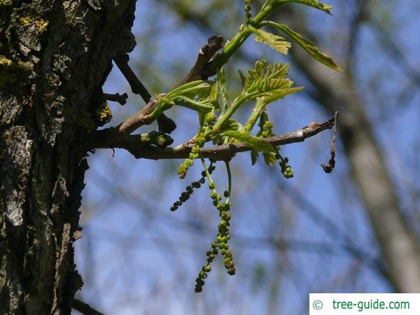 bur oak (Quercus macrocarpa) flower