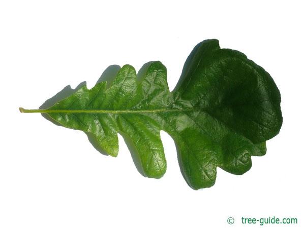 bur oak (Quercus macrocarpa) leaf