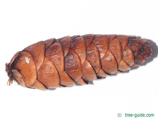 canadian hemlock (Tsuga canadensis)  cones