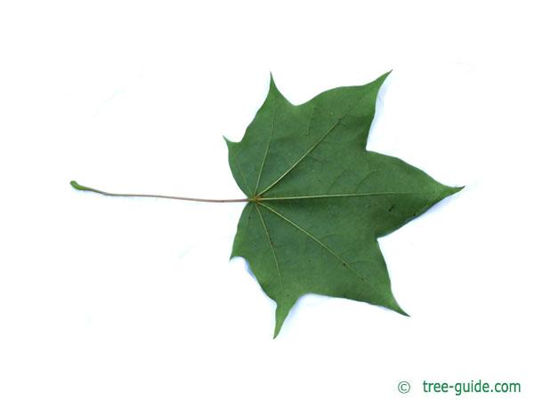 cappadocian maple (Acer cappadocicum) leaf underside