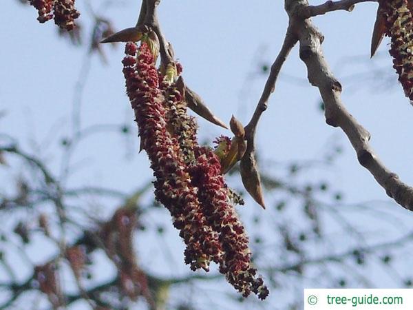 carolina poplar (Populus canadensis) flower