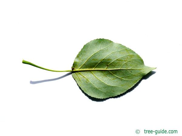 carolina poplar (Populus canadensis) leaf underside