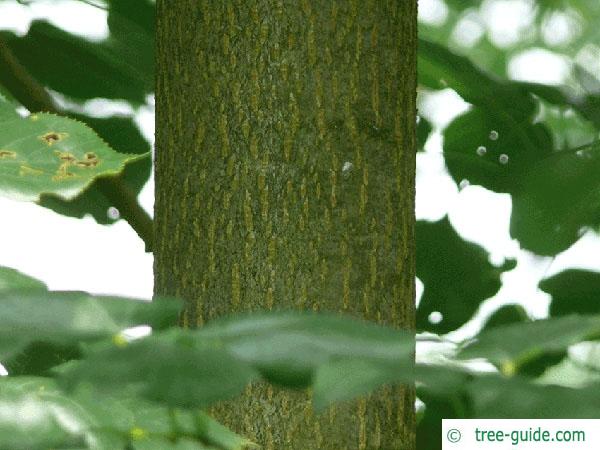 caucasian lime (Tilia x euchlora) trunk / bark