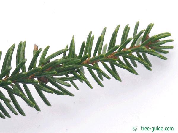 caucasian spruce (Picea orientalis) needle position