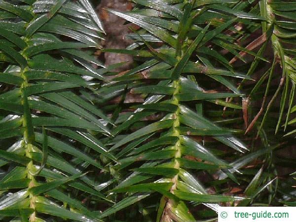 china fir (Cunninghamia lanceolata) needle position