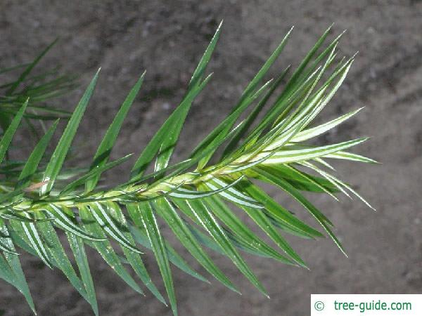 china fir (Cunninghamia lanceolata) needles