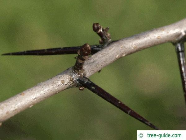 cockspur hawthorn (Crataegus crus-galli) thorns