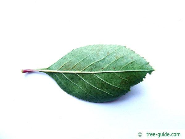 cockspur hawthorn (Crataegus crus-galli) leaf underside