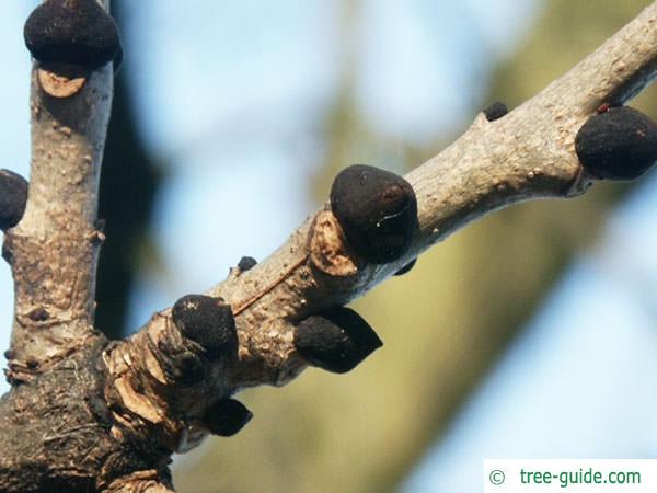 European Ash Tree (Fraxinus excelsior L.) Buds