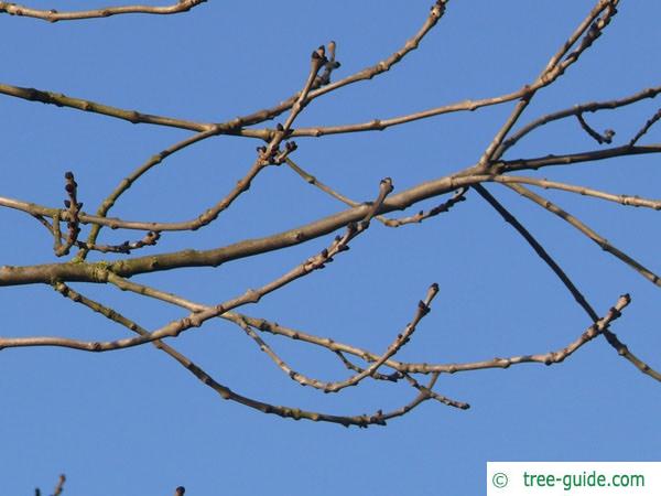 common ash (Fraxinus excelsior) branches