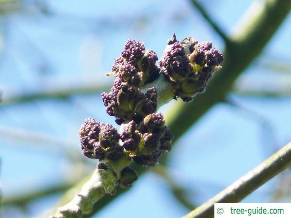 common ash (Fraxinus excelsior) flower bud