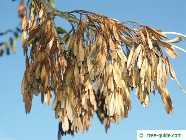 common ash (Fraxinus excelsior) fruit winter