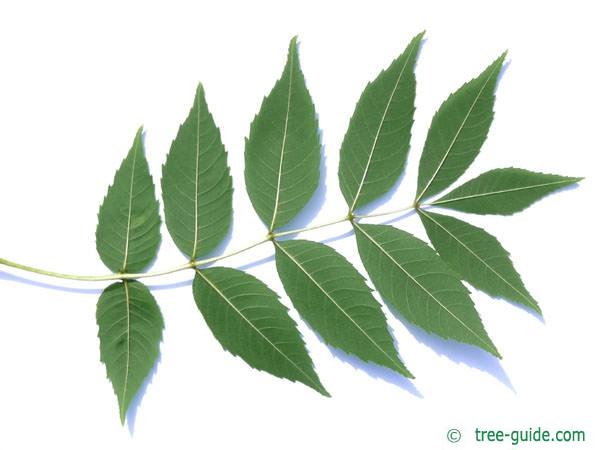 common ash (Fraxinus excelsior) leaf underside