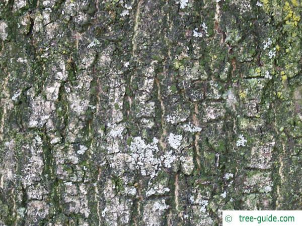 common ash (Fraxinus excelsior) trunk