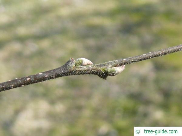 common hackberry (Celtis occidentalis) axial buds