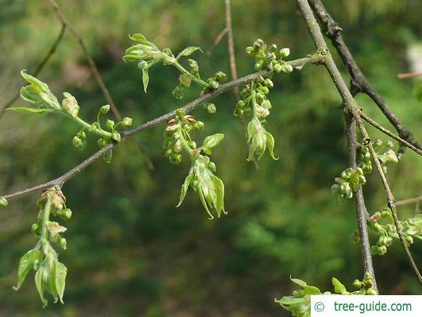 common hackberry (Celtis occidentalis) budding