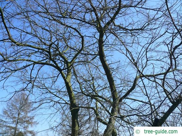 common hackberry (Celtis occidentalis) tree crown in winter