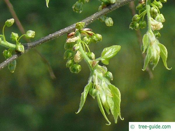 common hackberry (Celtis occidentalis) flower buds