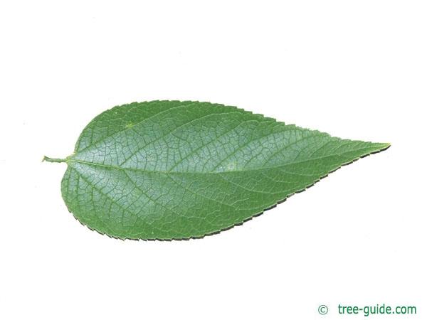 common hackberry (Celtis occidentalis) leaf
