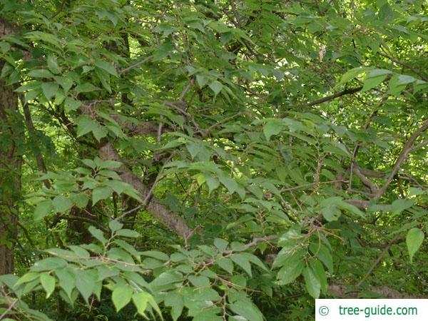 common hackberry (Celtis occidentalis) leaves