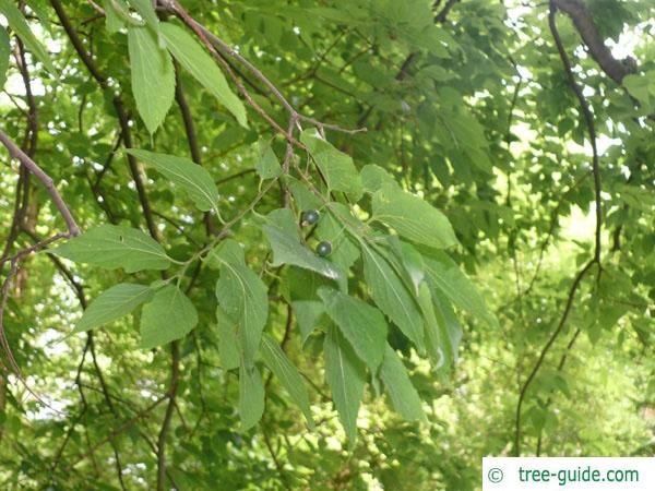 common hackberry (Celtis occidentalis) leaves