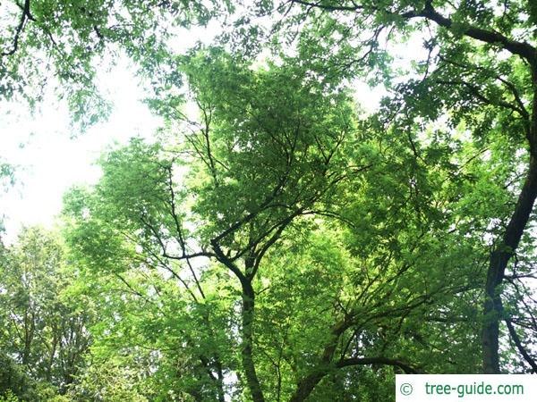 common hackberry (Celtis occidentalis) tree