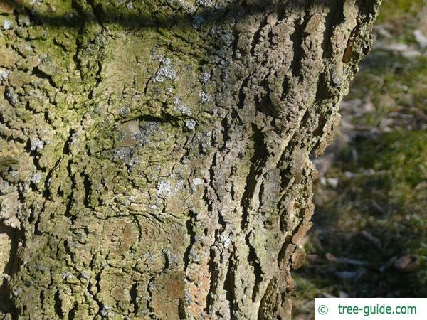 common hackberry (Celtis occidentalis) trunk / bark