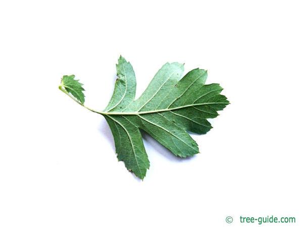 common hawthorn (Crataegus monogyna) leaf underside