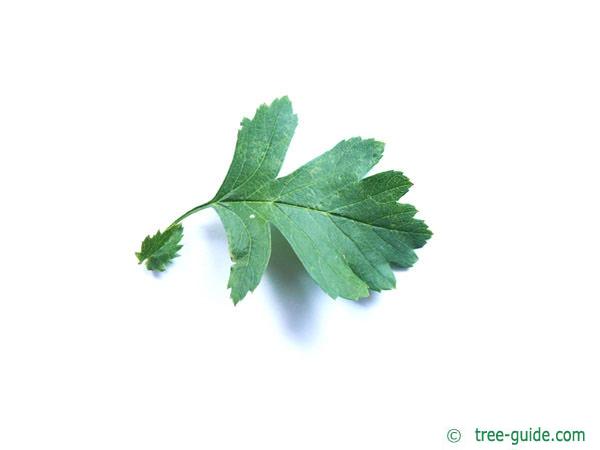 common hawthorn (Crataegus monogyna) leaf