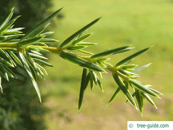 common juniper (Juniperus communis) needle