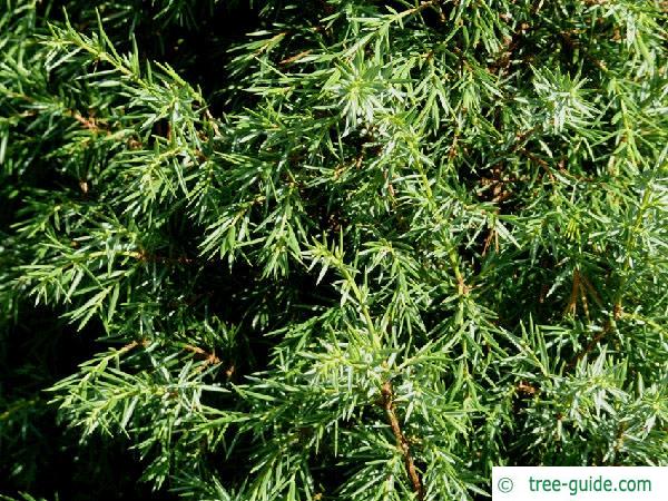 common juniper (Juniperus communis) branches