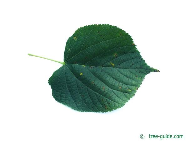 common lime (Tilia intermedia) leaf